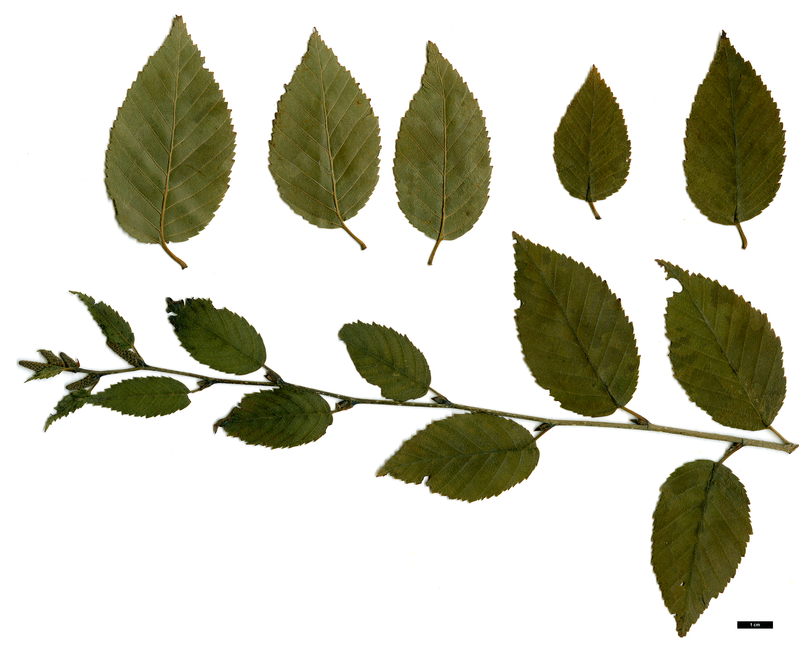High resolution image: Family: Betulaceae - Genus: Betula - Taxon: fargesii 